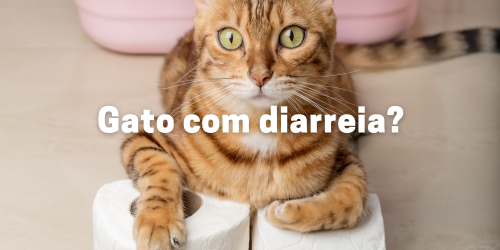 Diarreia em Gatos: Guia Completo - Entenda, Trate e Previna